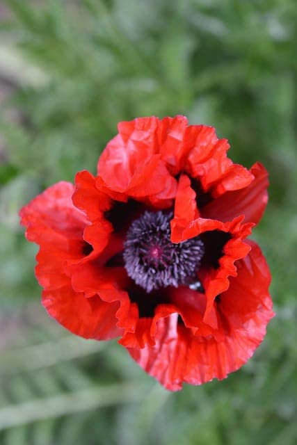 Poppy Ritz Farming® Poppy flowers seeds | dark red color Flowers